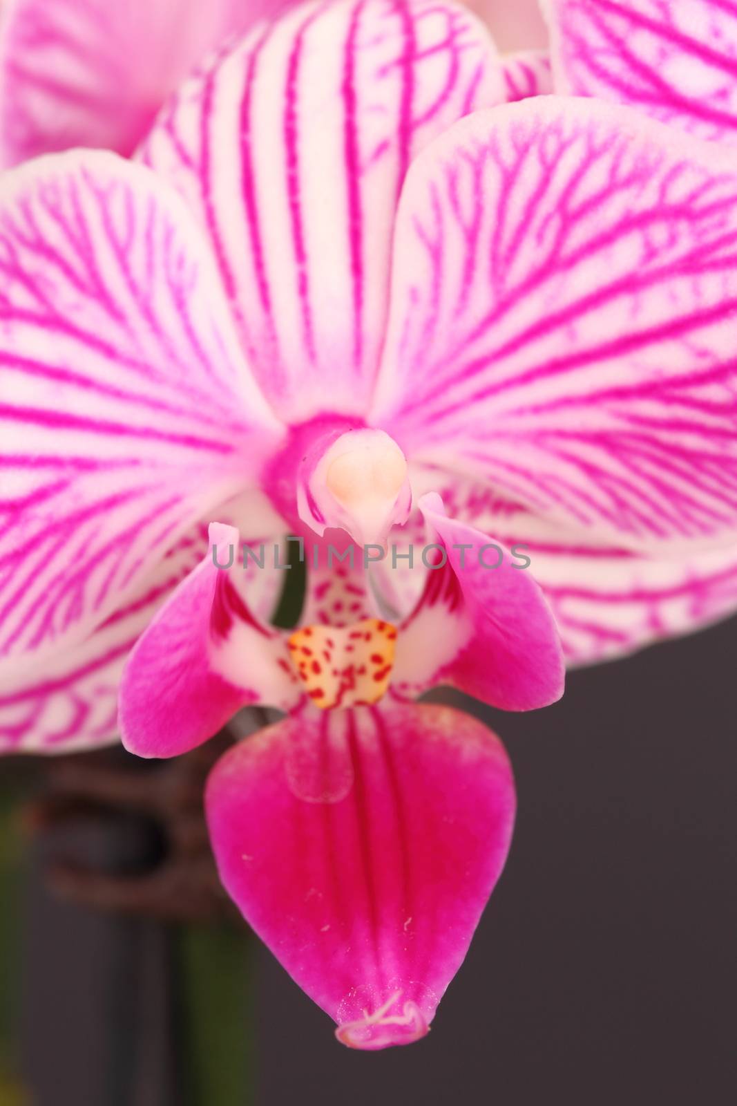 Phalaenopsis orchid