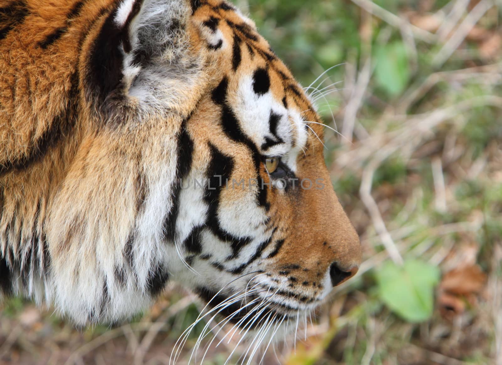 Siberian tiger (Panthera tigris altaica) by mitzy