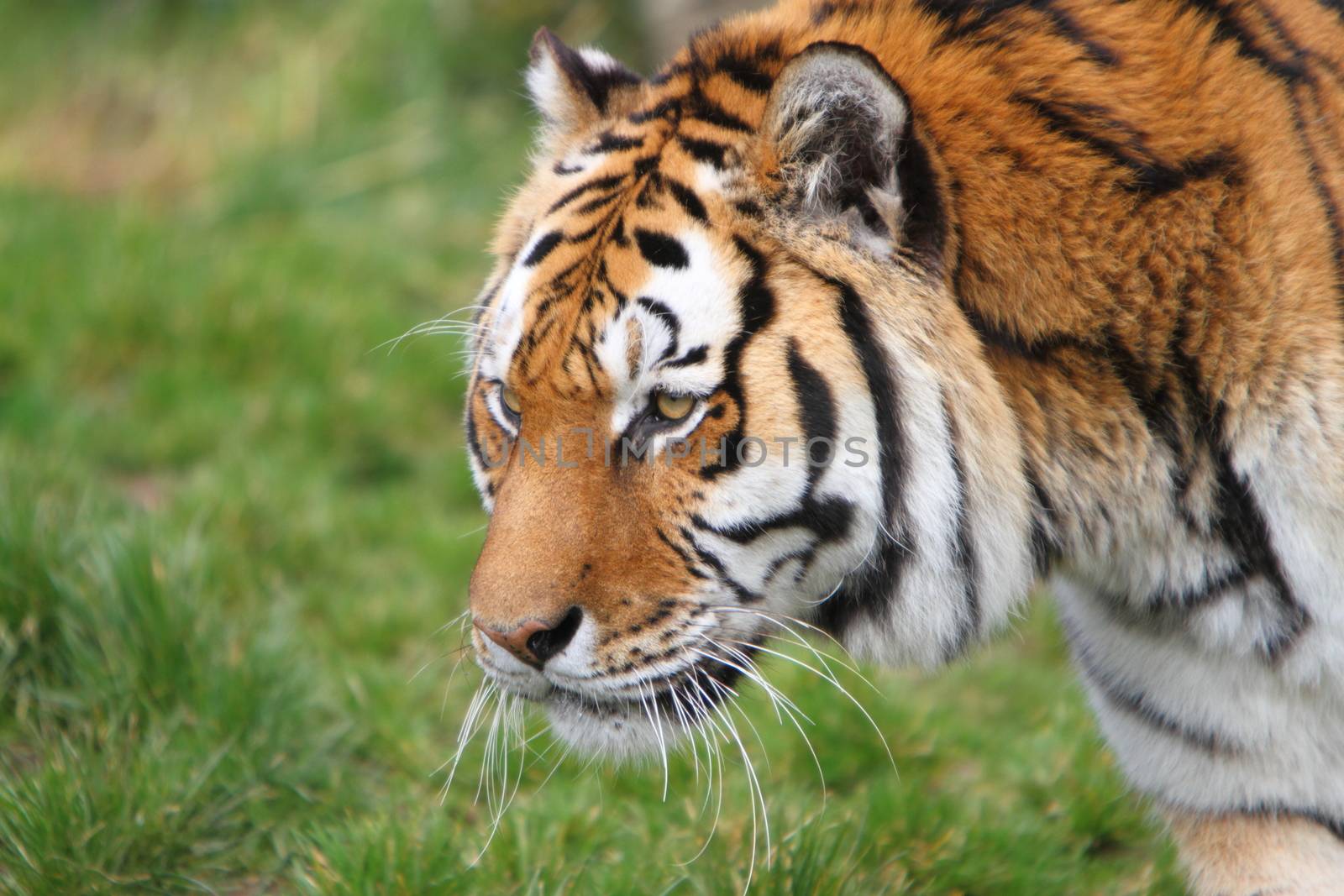 Siberian tiger (Panthera tigris altaica) by mitzy