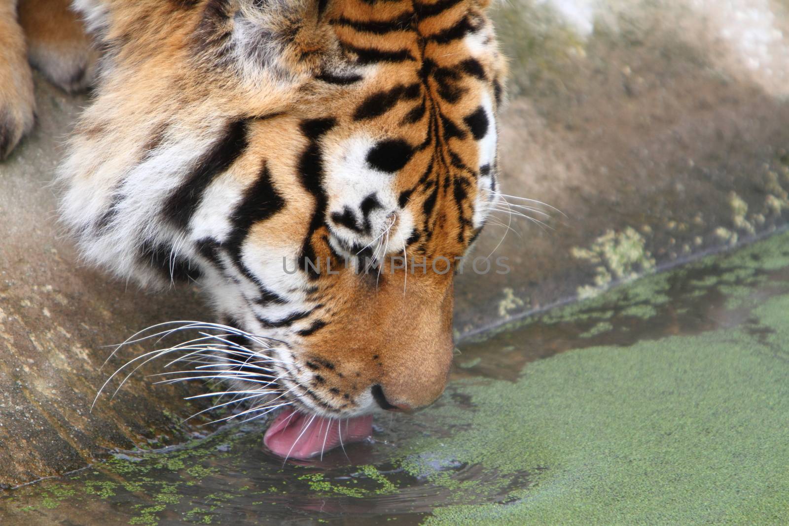 Siberian tiger (Panthera tigris altaica) drinking by mitzy