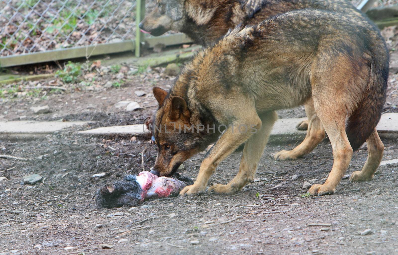 Iberian wolf (Canis lupus signatus) feeding by mitzy
