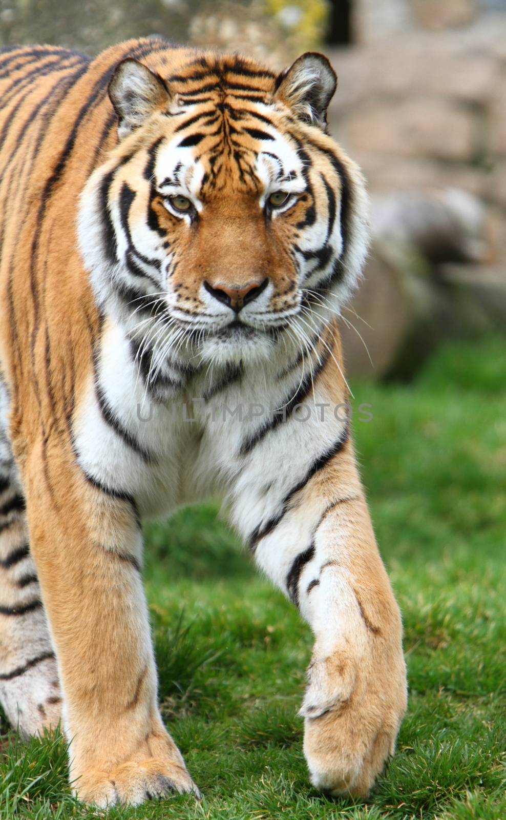 Siberian tiger (Panthera tigris altaica)