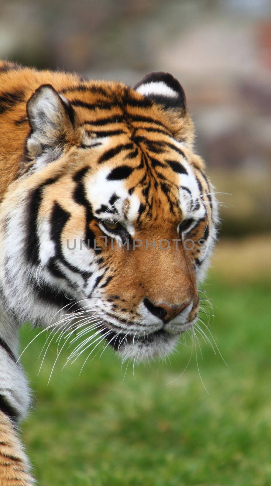 Siberian tiger (Panthera tigris altaica) by mitzy