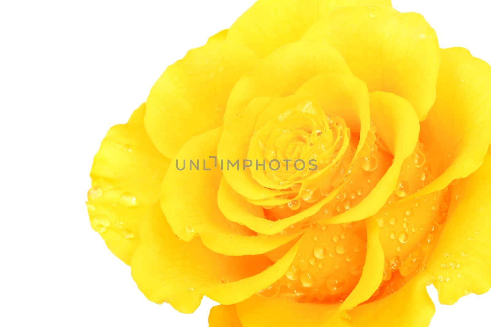 Beautiful yellow flower on a white background