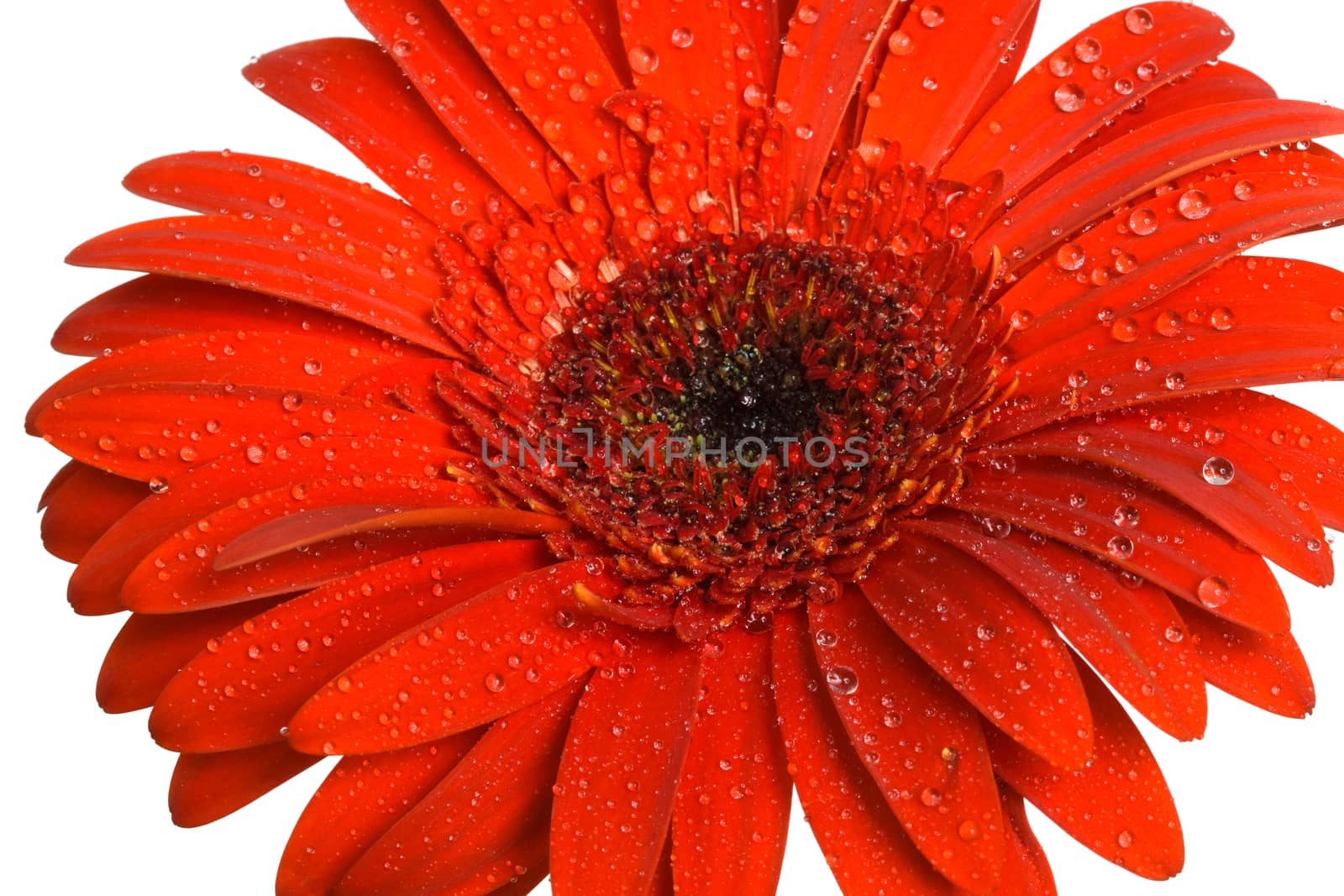 Beautiful red flower on a white background