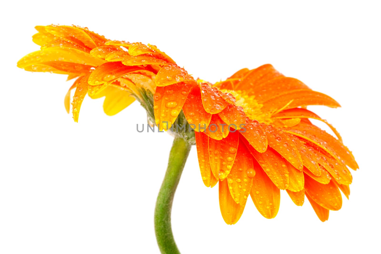 orange flower by terex