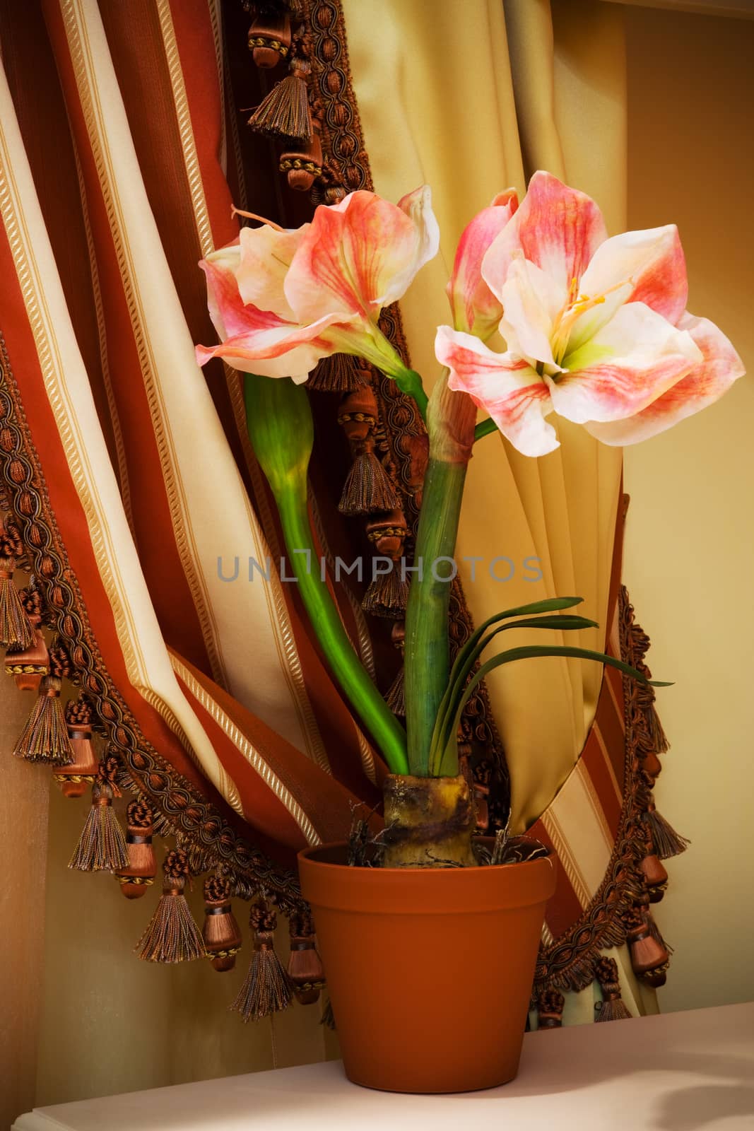 indoor flower on a background of curtains in the apartment