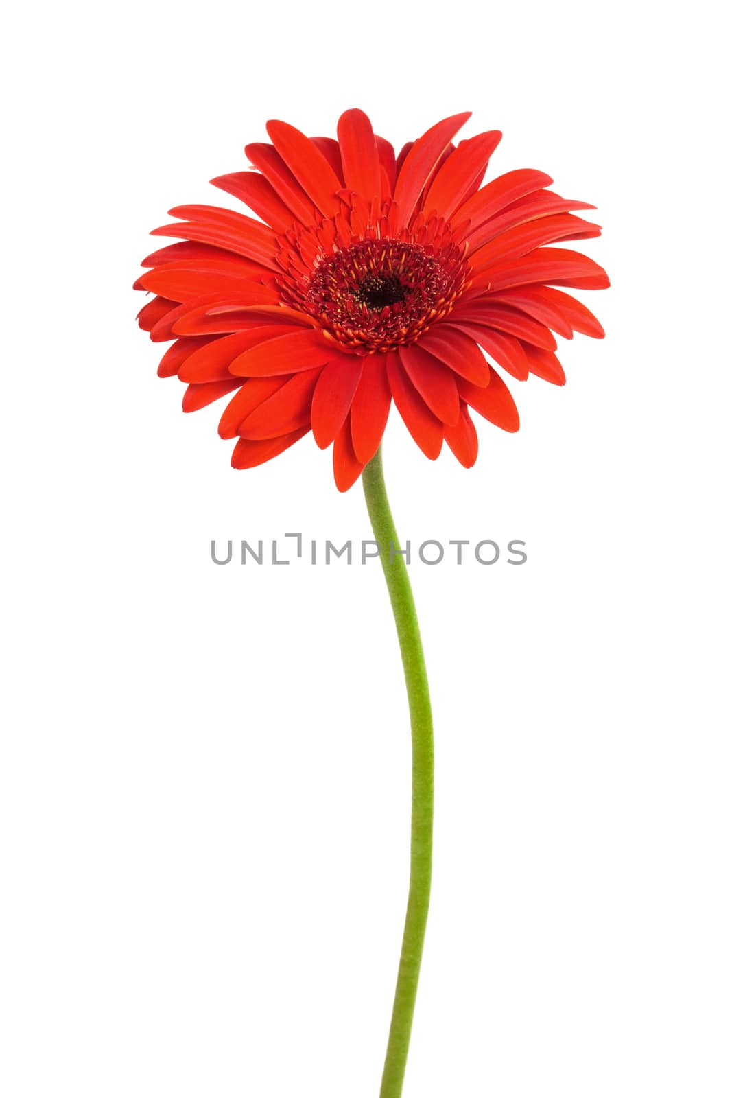 Beautiful red flower on a white background