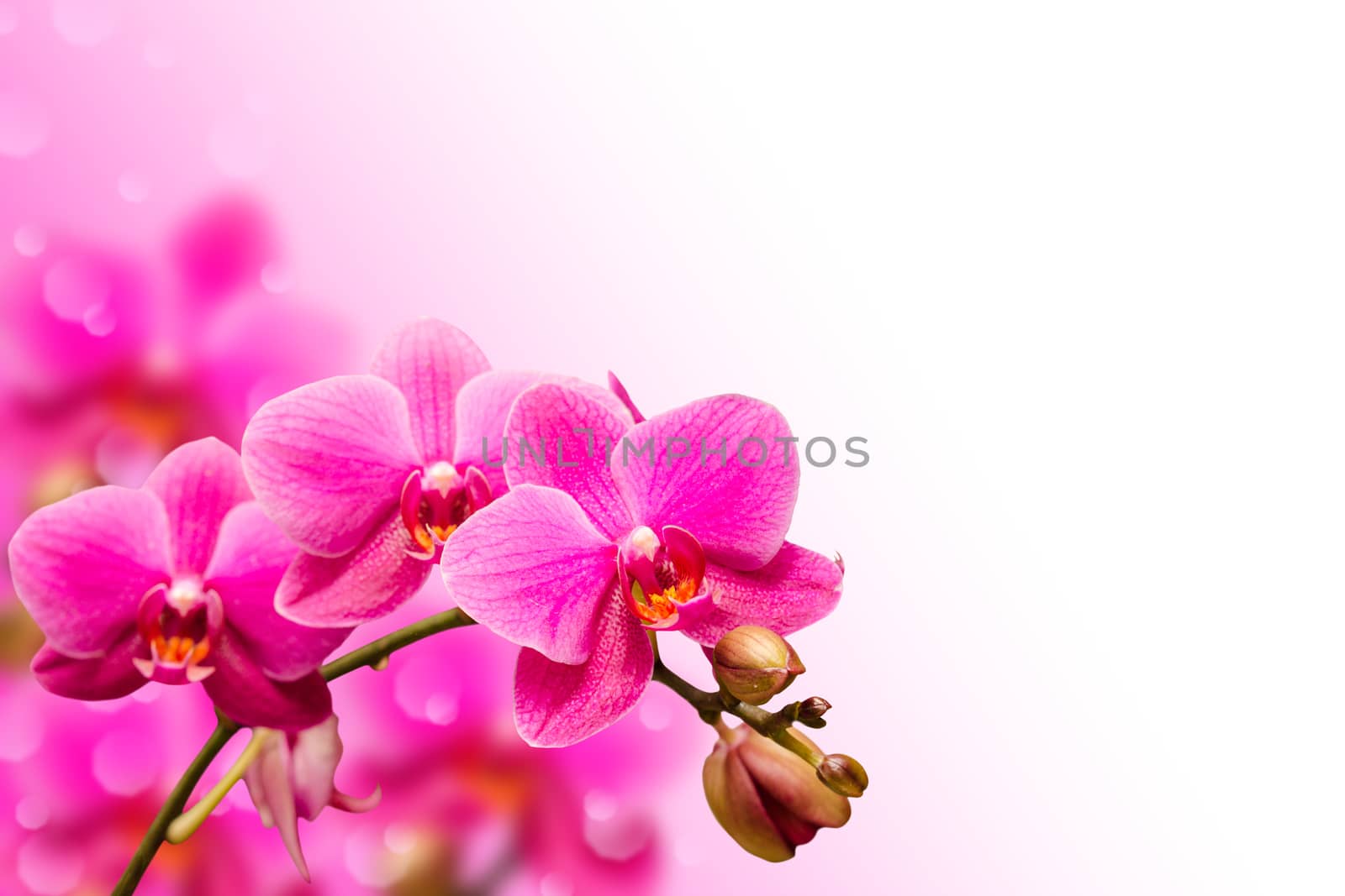 Branch of purple orchid flower on blurred bokeh background by servickuz