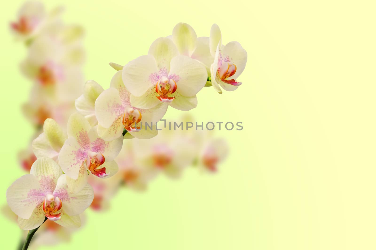 Bouquet of soft toned beige orchid flowers by servickuz