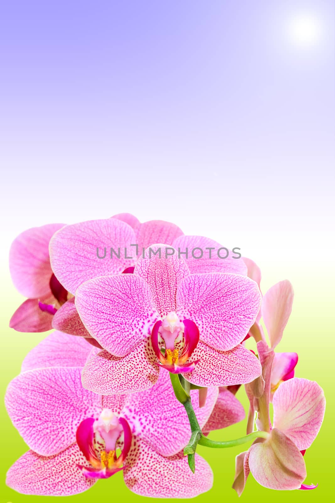 Branch of spotted orchid on natural gradient with copy-space for text