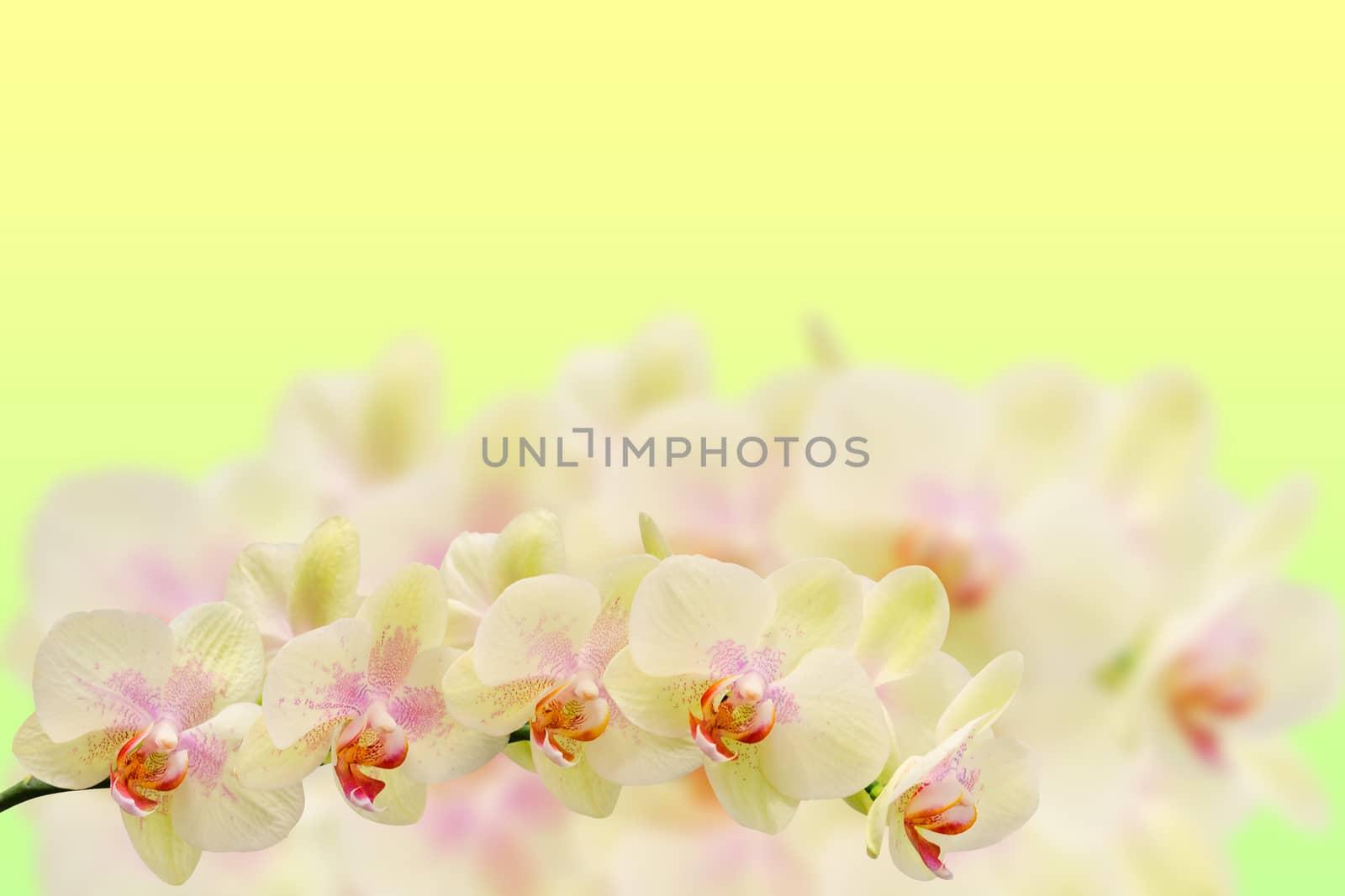 Delicate orchid branches on pastel colored gradient background with copyspace