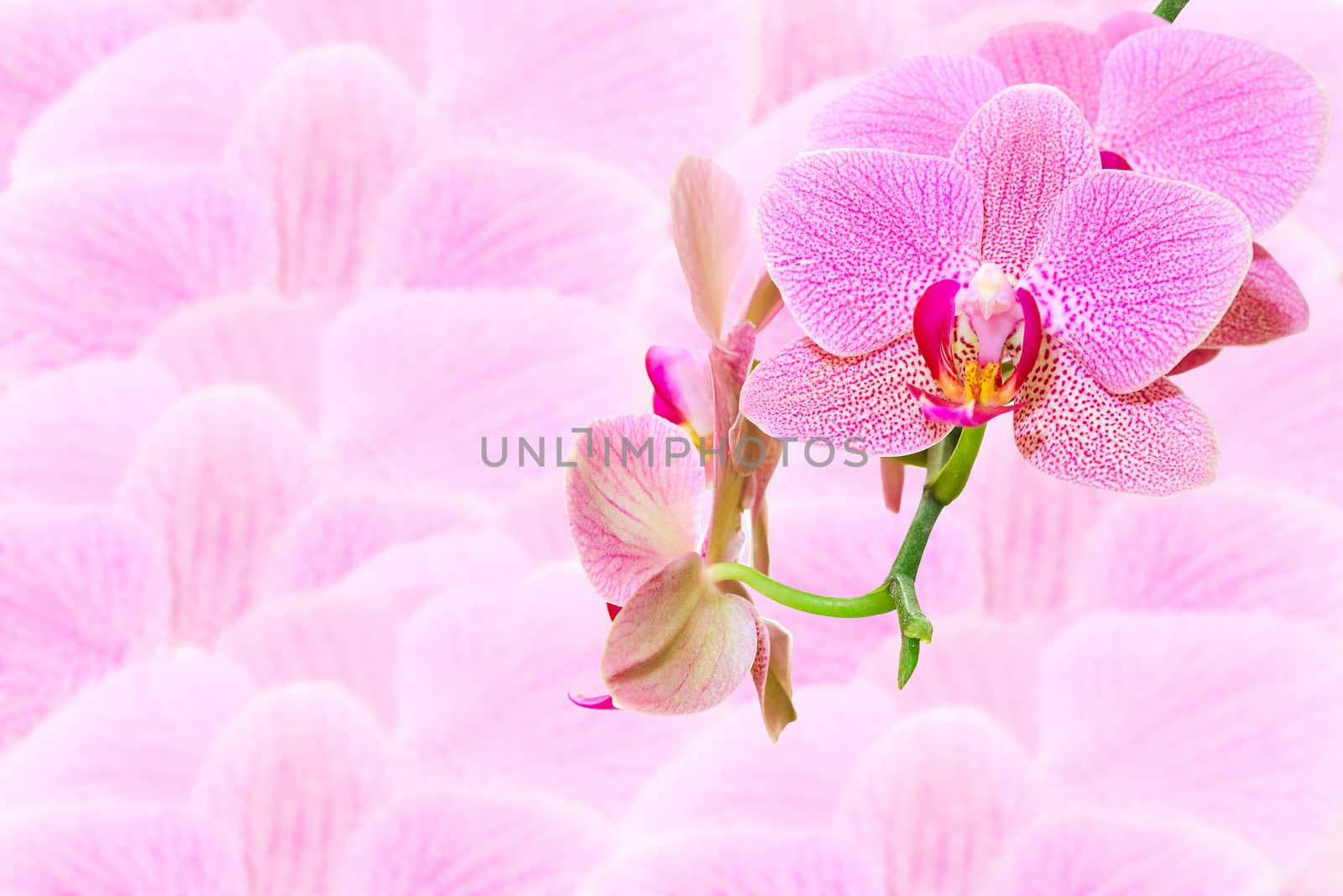 Pink spotted exotic flowers on blurred orchid petals with copyspace for your text