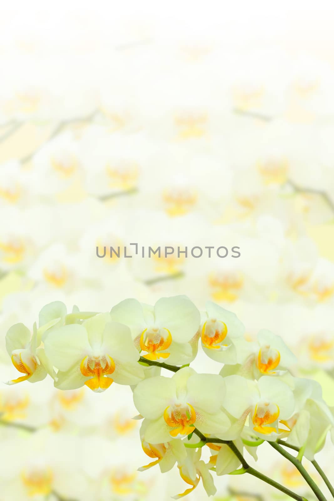 Branch of summer blossom orchid on blurred flowers by servickuz