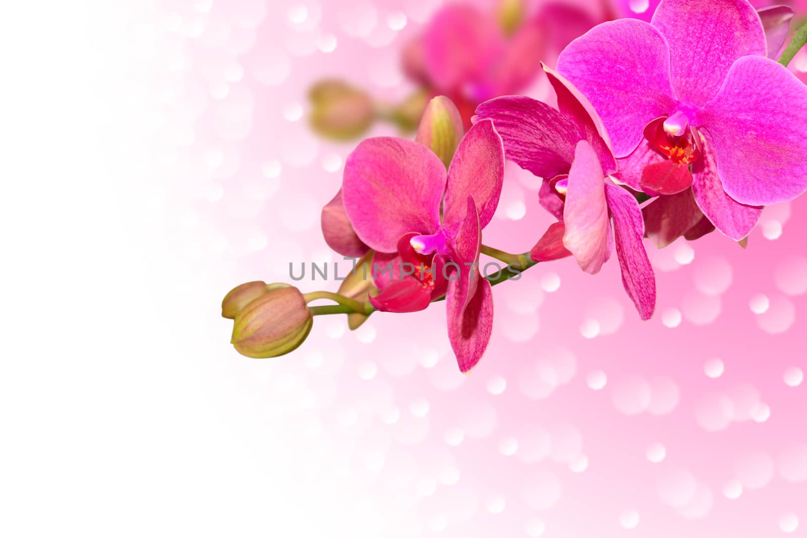 Exotic purple orchid flowers with buds on gradient and bokeh