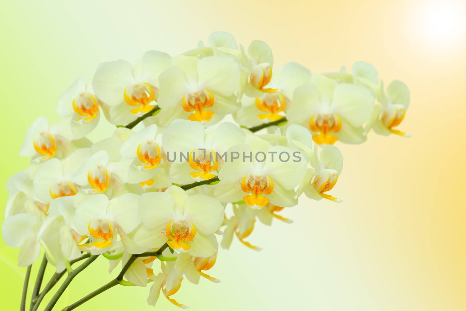 Summer bouquet of beige orchid flowers on gradient background