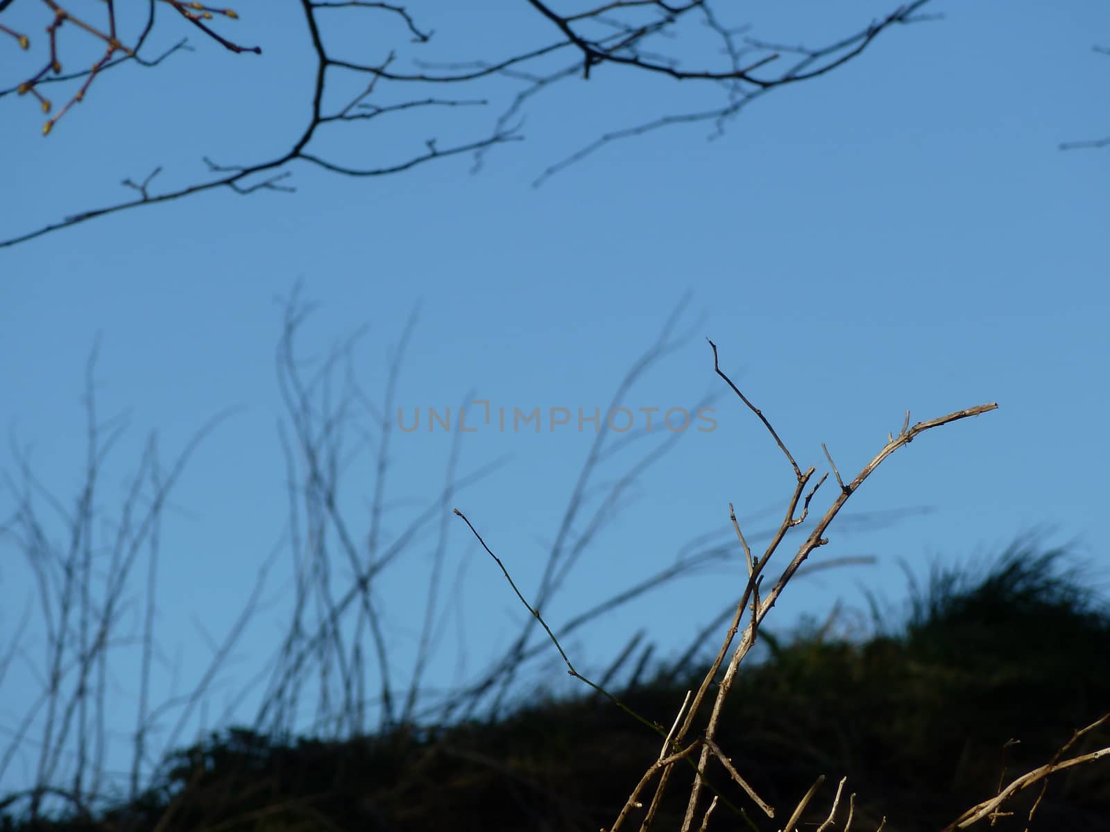 Simple brown twigs against a sky blue background