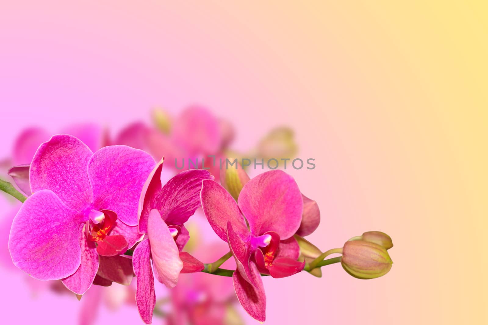Purple orchid flowers branch on blurred gradient with copyspace for your text