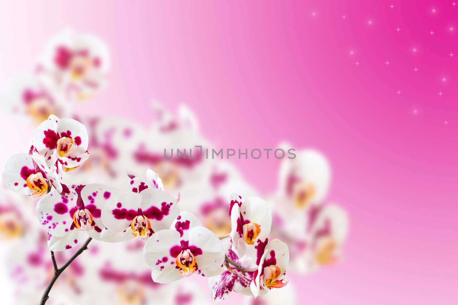 Spotted violet white orchids on gradient stars background with copy-space for text