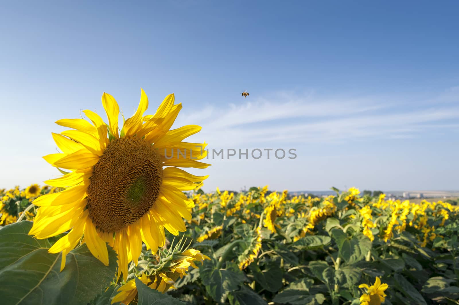 Field of sunflowers and blue sky in the background