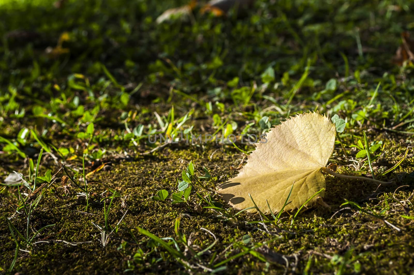 Autumn background with one leaf on the ground and space for text.