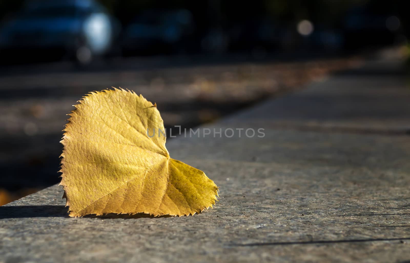 Yellow leaf lays on dark asphalt road. Macro photo with selective focus. Space for your text.