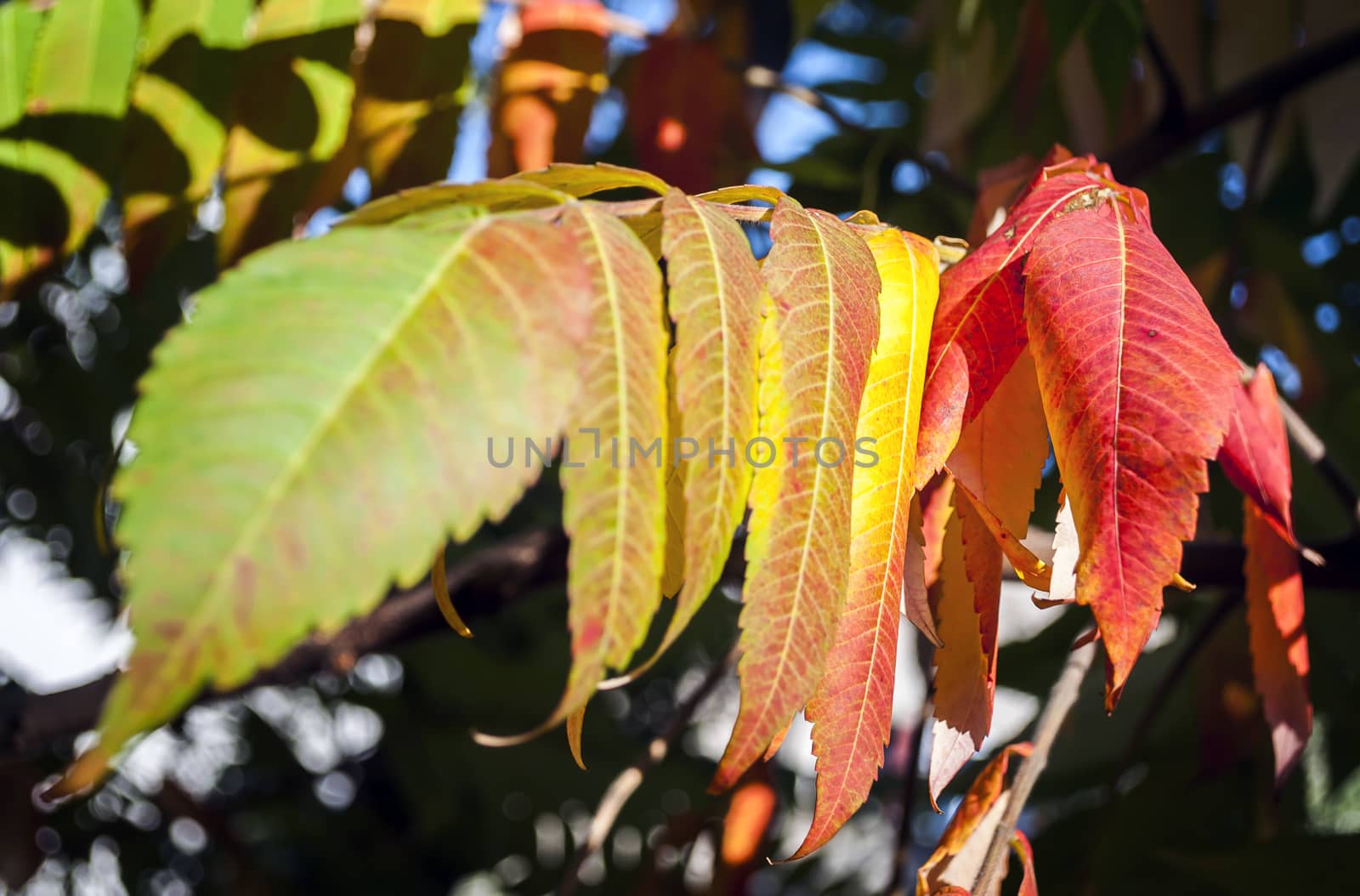 Group of leaf in many colors. Natural gradient. Autumn background.