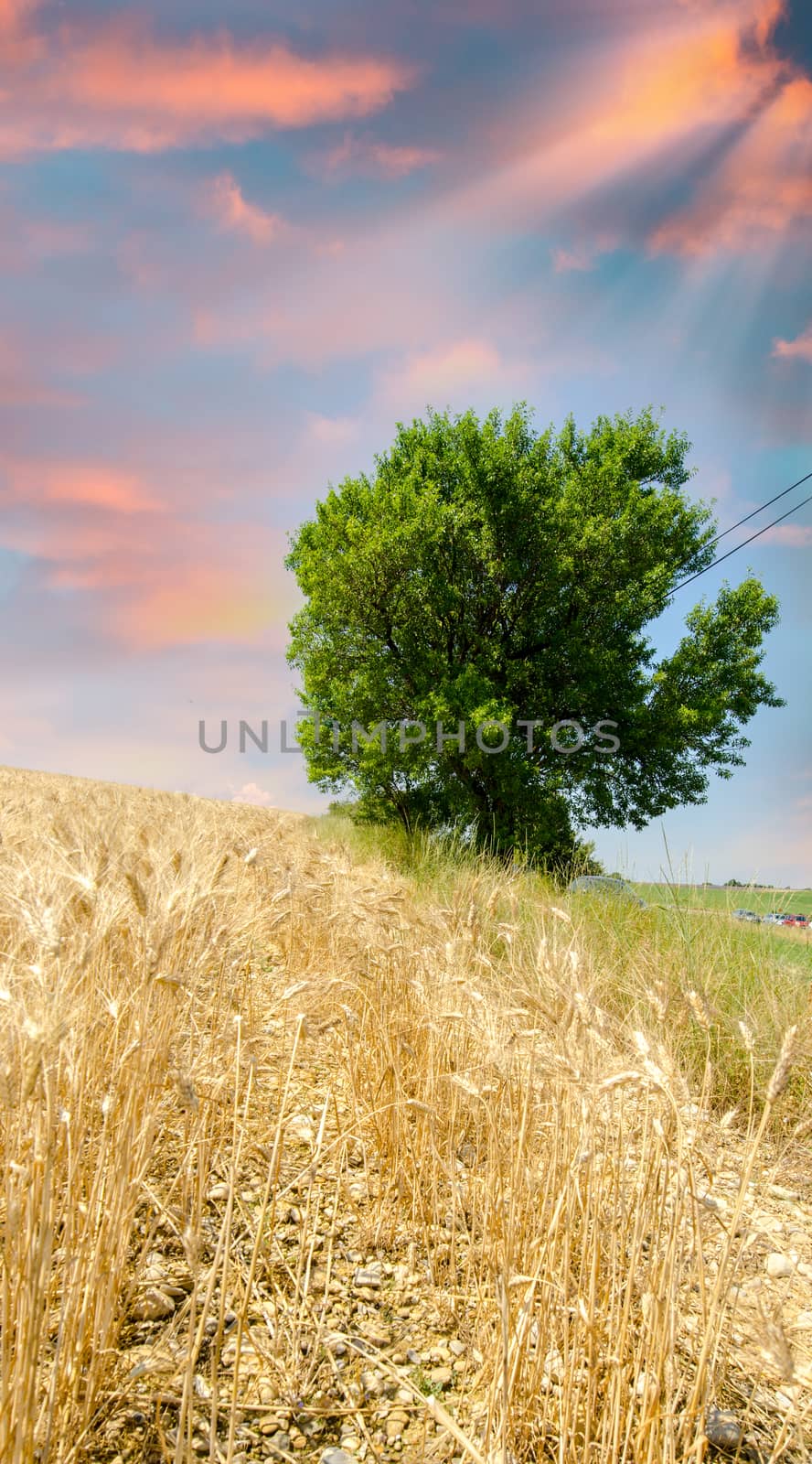 Tree isolated under a sunset sky.