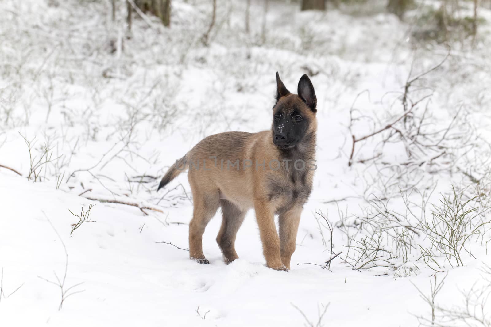 Belgian Shepherd Malinois. Puppy, 11 weeks old, standing on snow in forest.