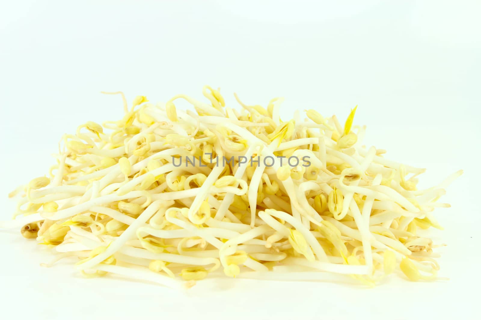 Bean Sprouts on White Background