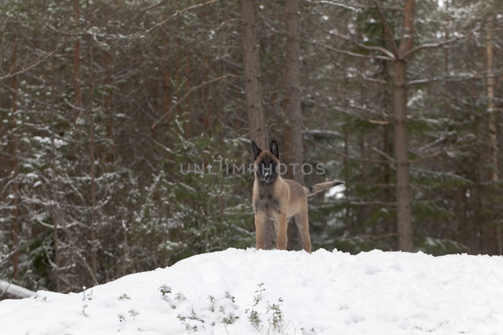 Belgian Shepherd Malinois. Puppy, 11 weeks old, standing on snow in forest.