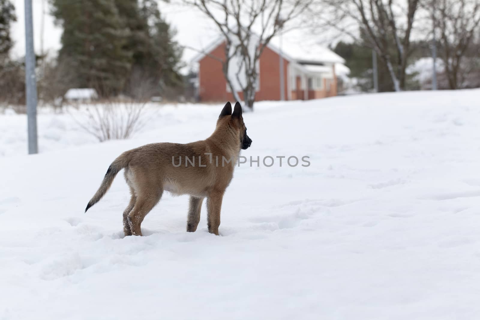 Belgian Shepherd Malinois. Puppy, 11 weeks old, standing on snow in forest.