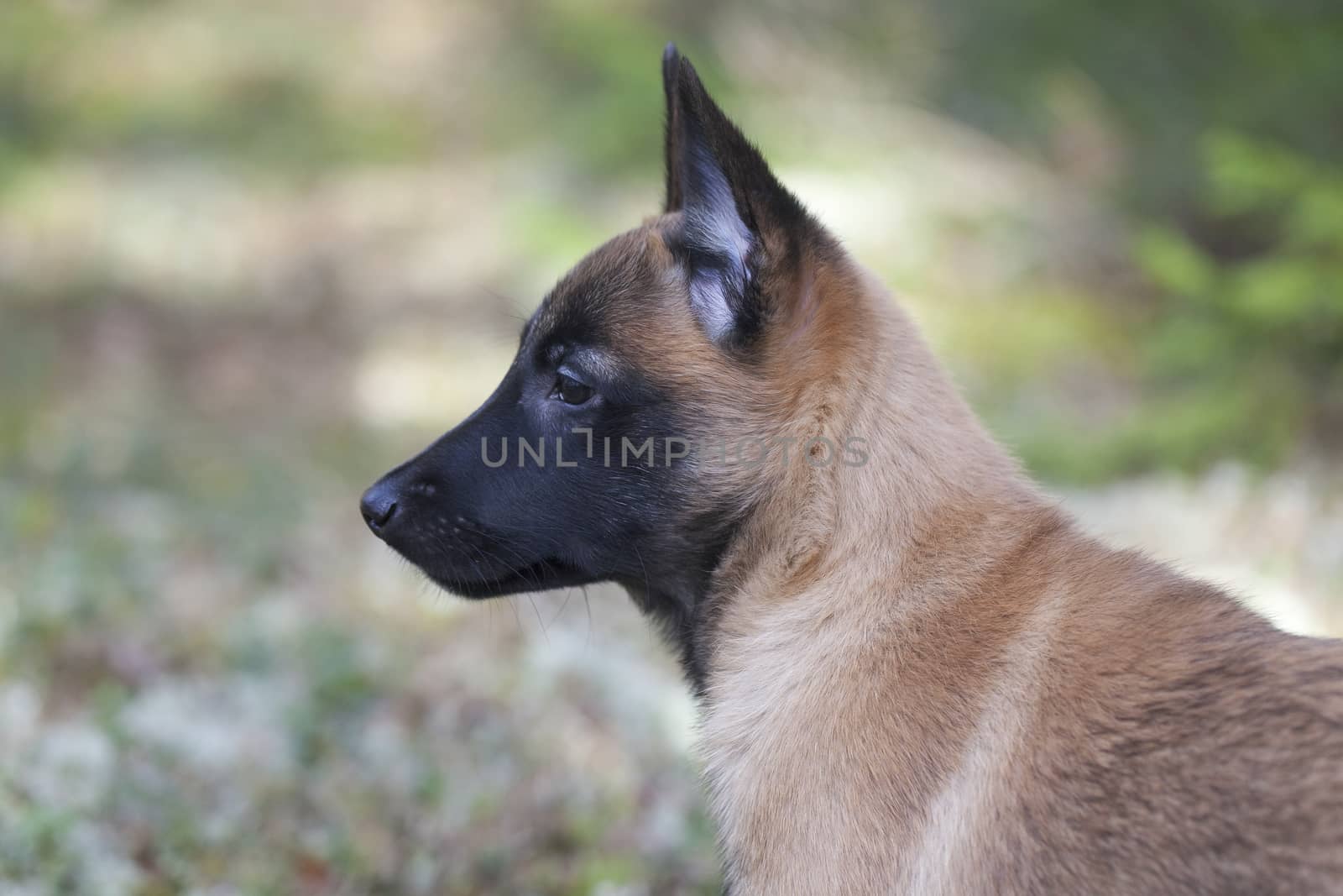 Portrait of Belgian Shepherd Malinois. Puppy, 11 weeks old.