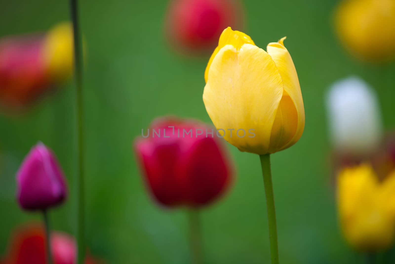 Spring landscape with fresh colorful tulips in the park.