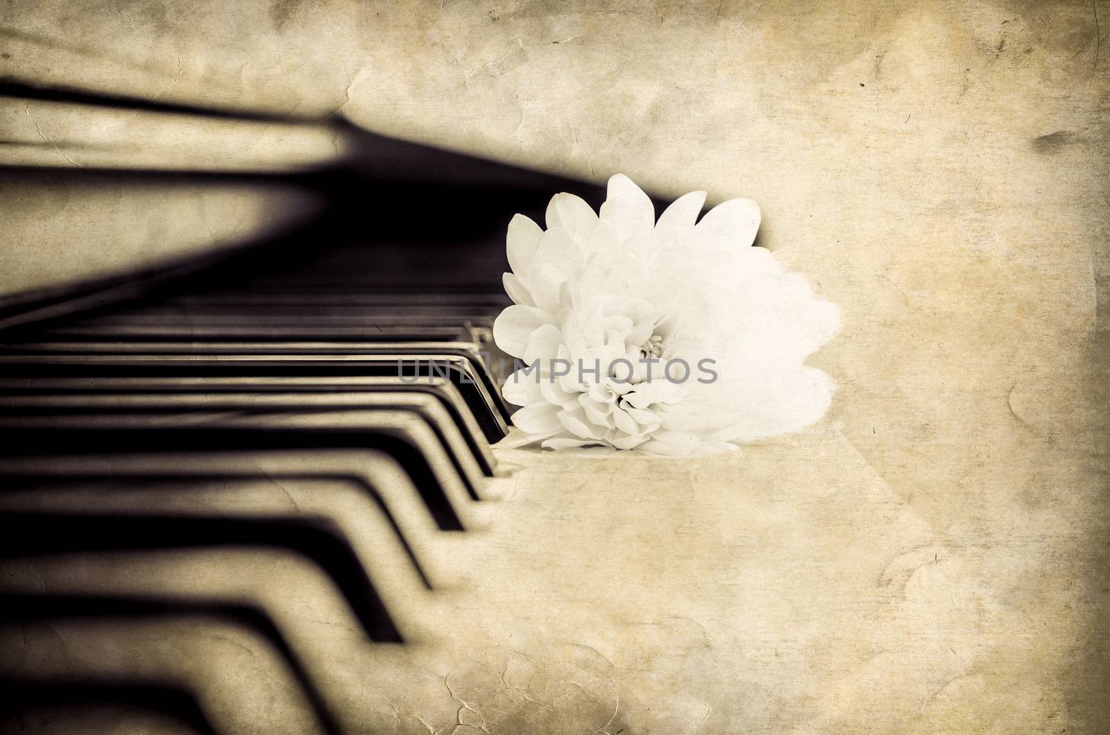 Close-up detail of piano keyboard and flower in monochrome by martinm303