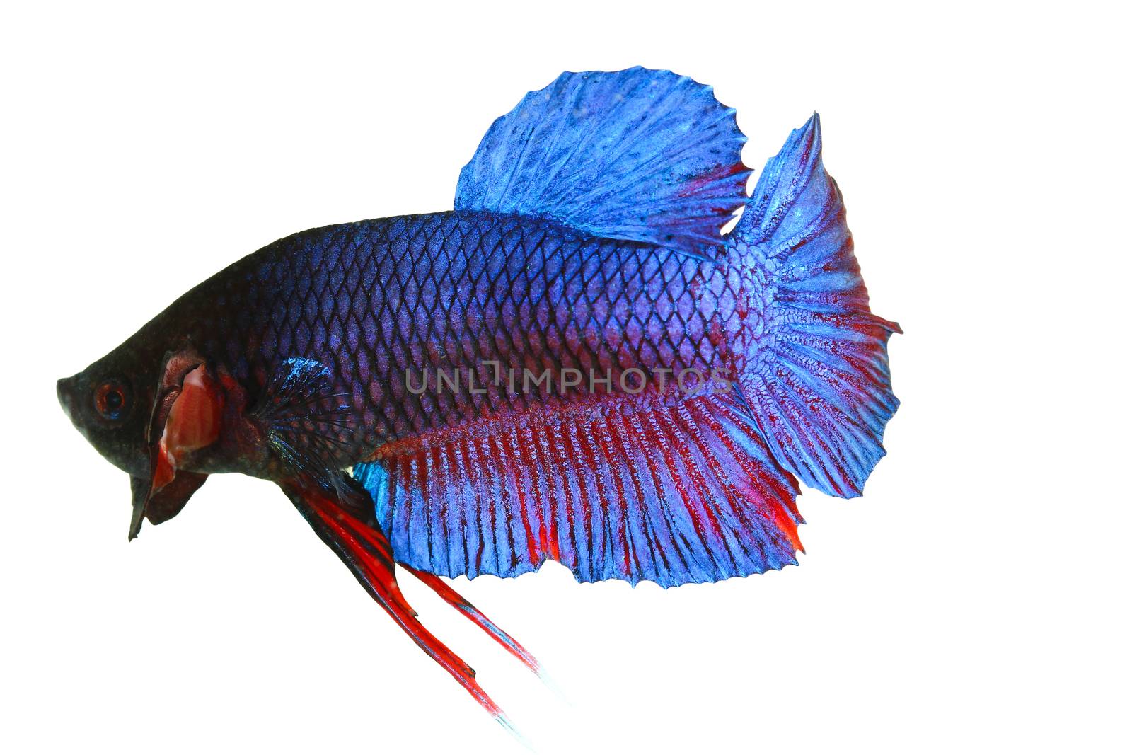 siamese fighting fish , betta isolated on white background