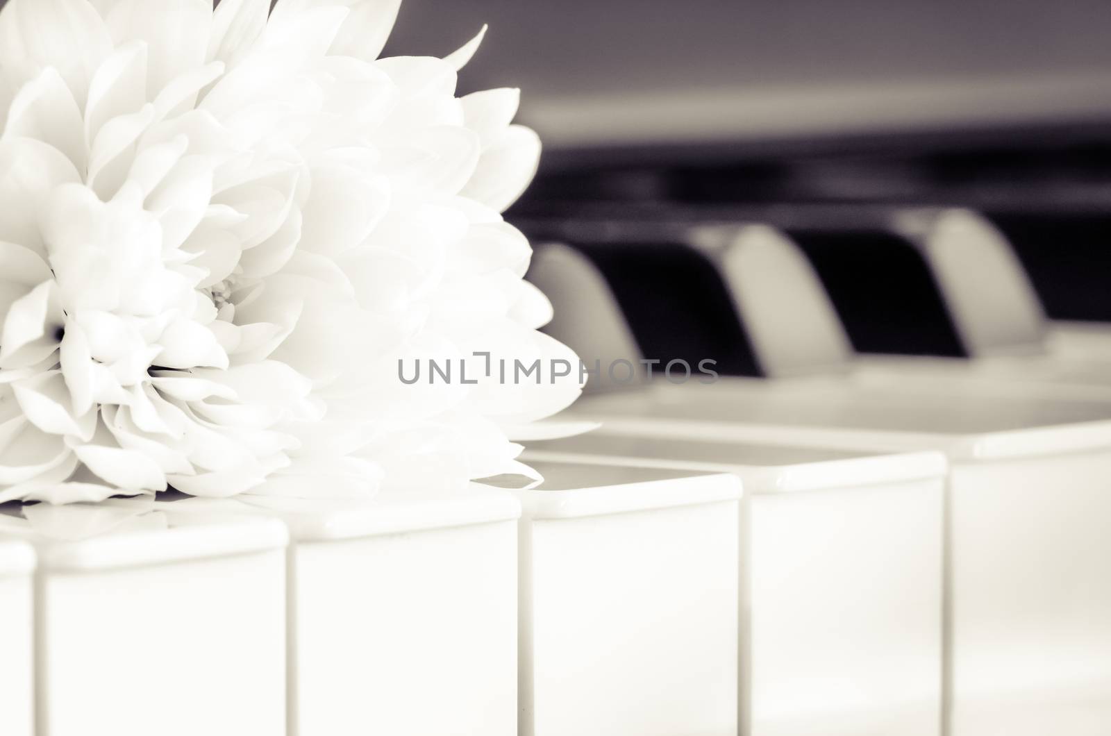 Close-up of piano keyboard and flower in monochrome look by martinm303