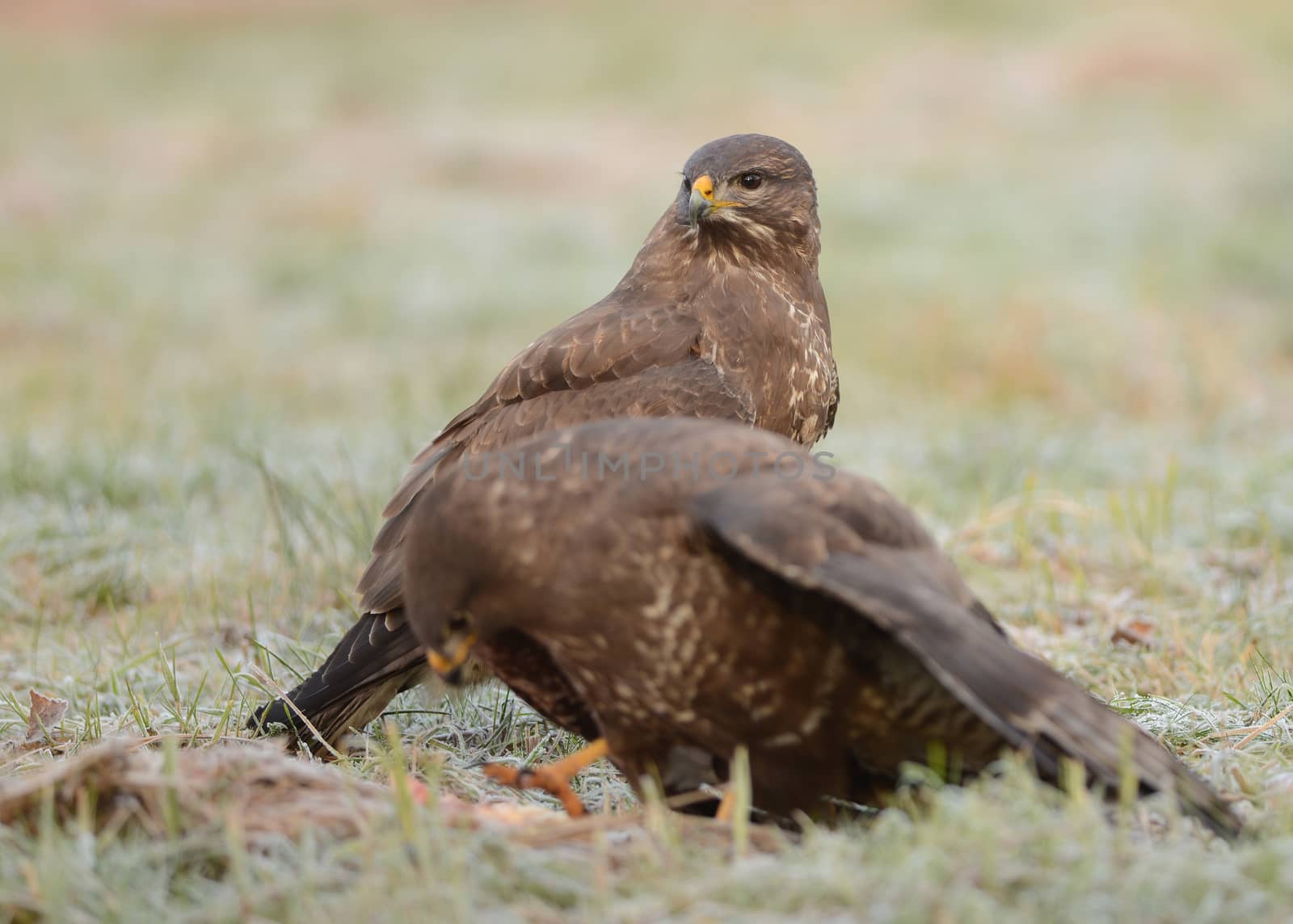 Common buzzards eating meat
