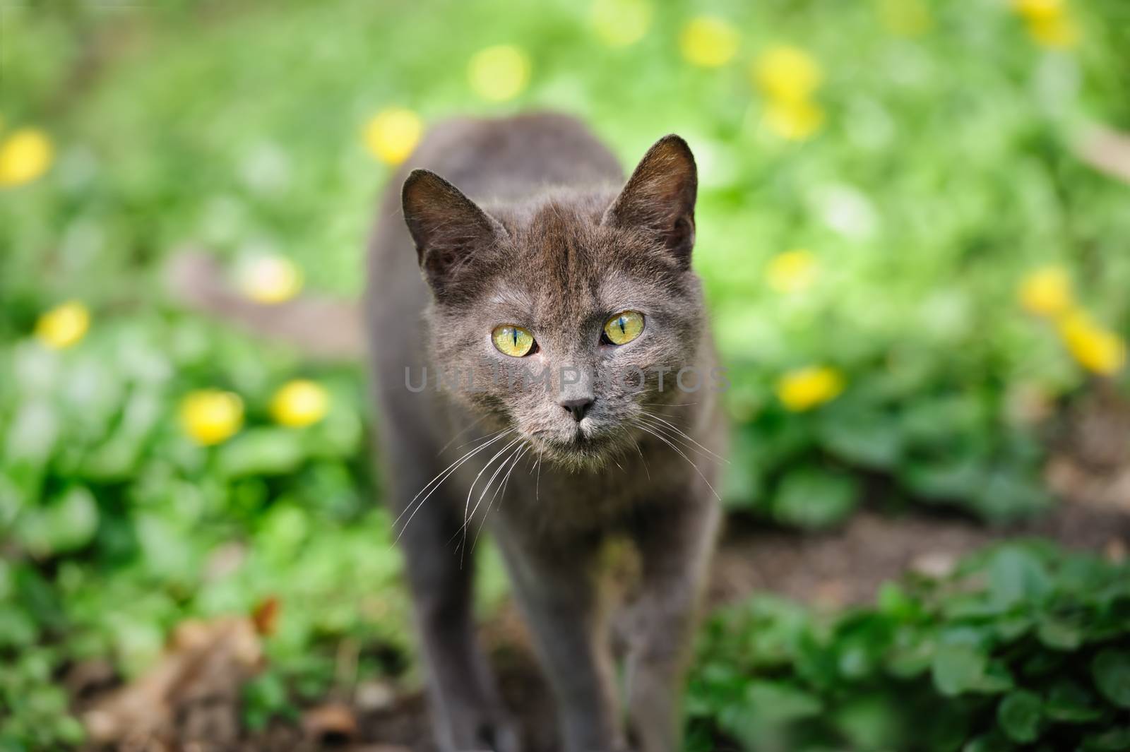 stray grey kitten cat  sneaking on the green grass