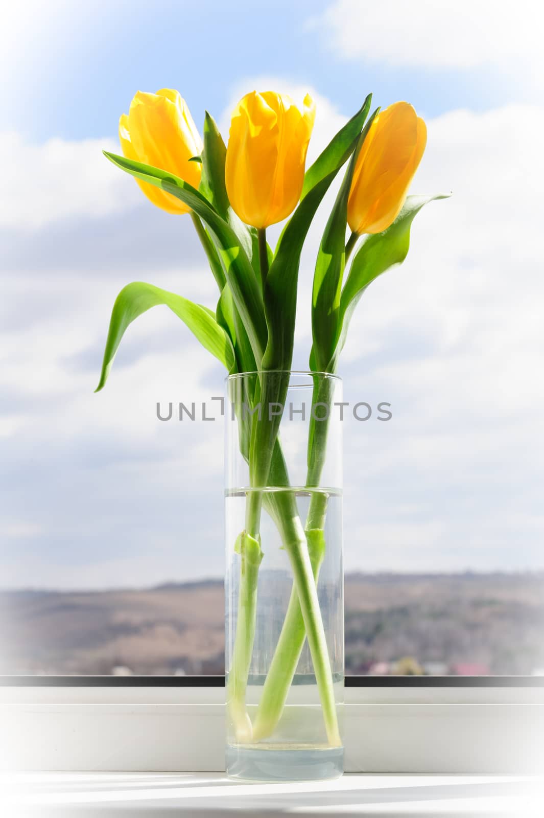 yellow tulips in vase on window sill by starush