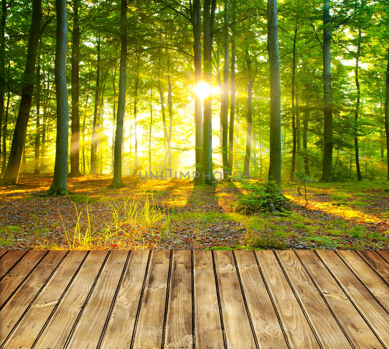 Empty wooden table and green forest in background