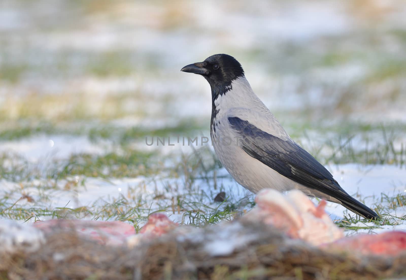 Crow on the ground eating meat
