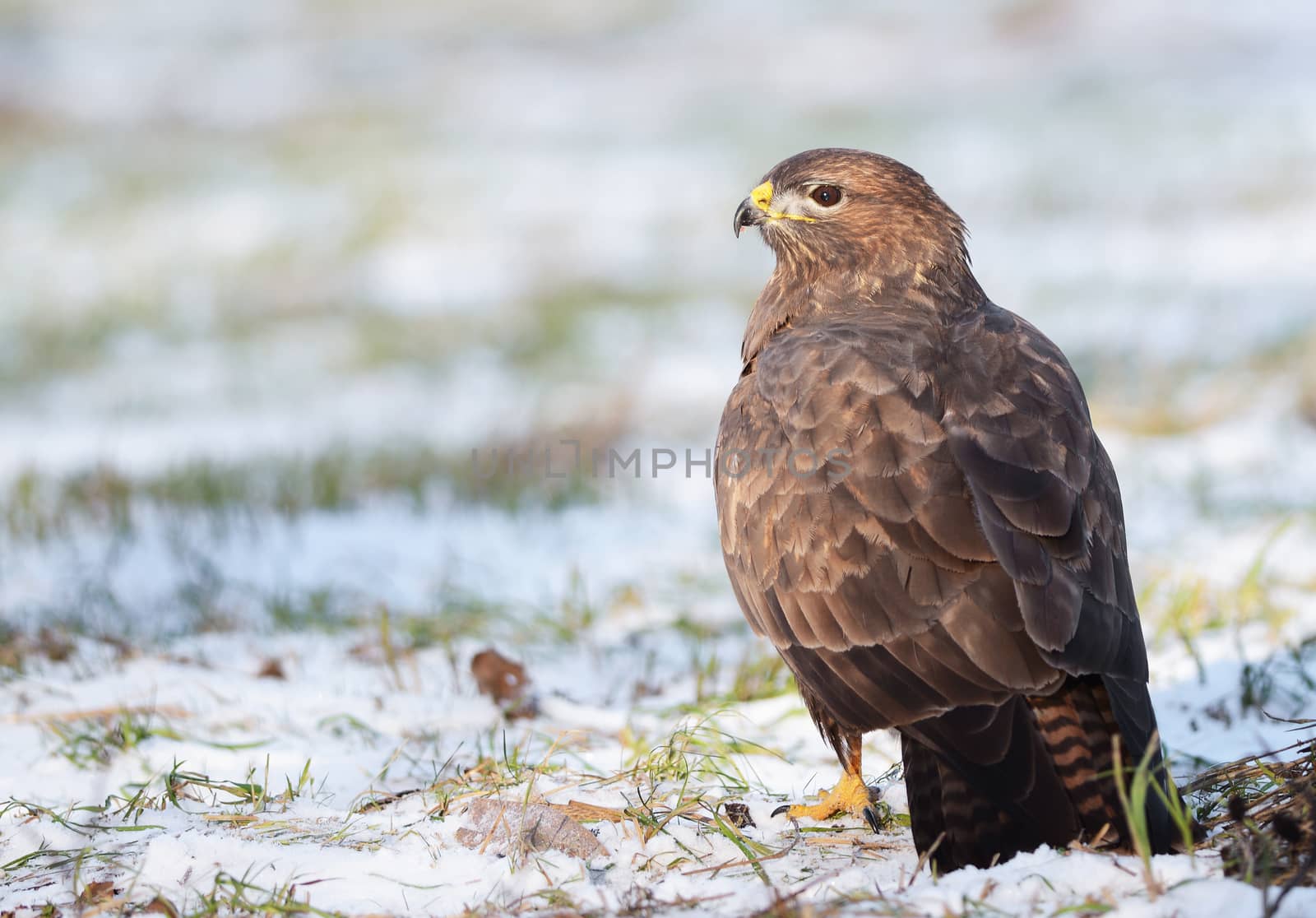 Common buzzard sitting on the winter ground 