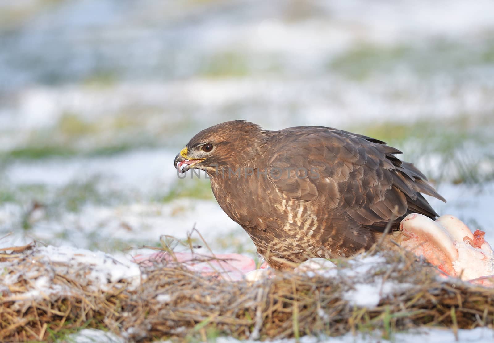 Common buzzard sitting on the winter ground and eating meat