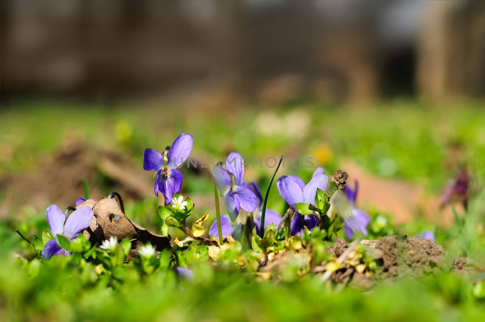 spring ground violets flowers by starush