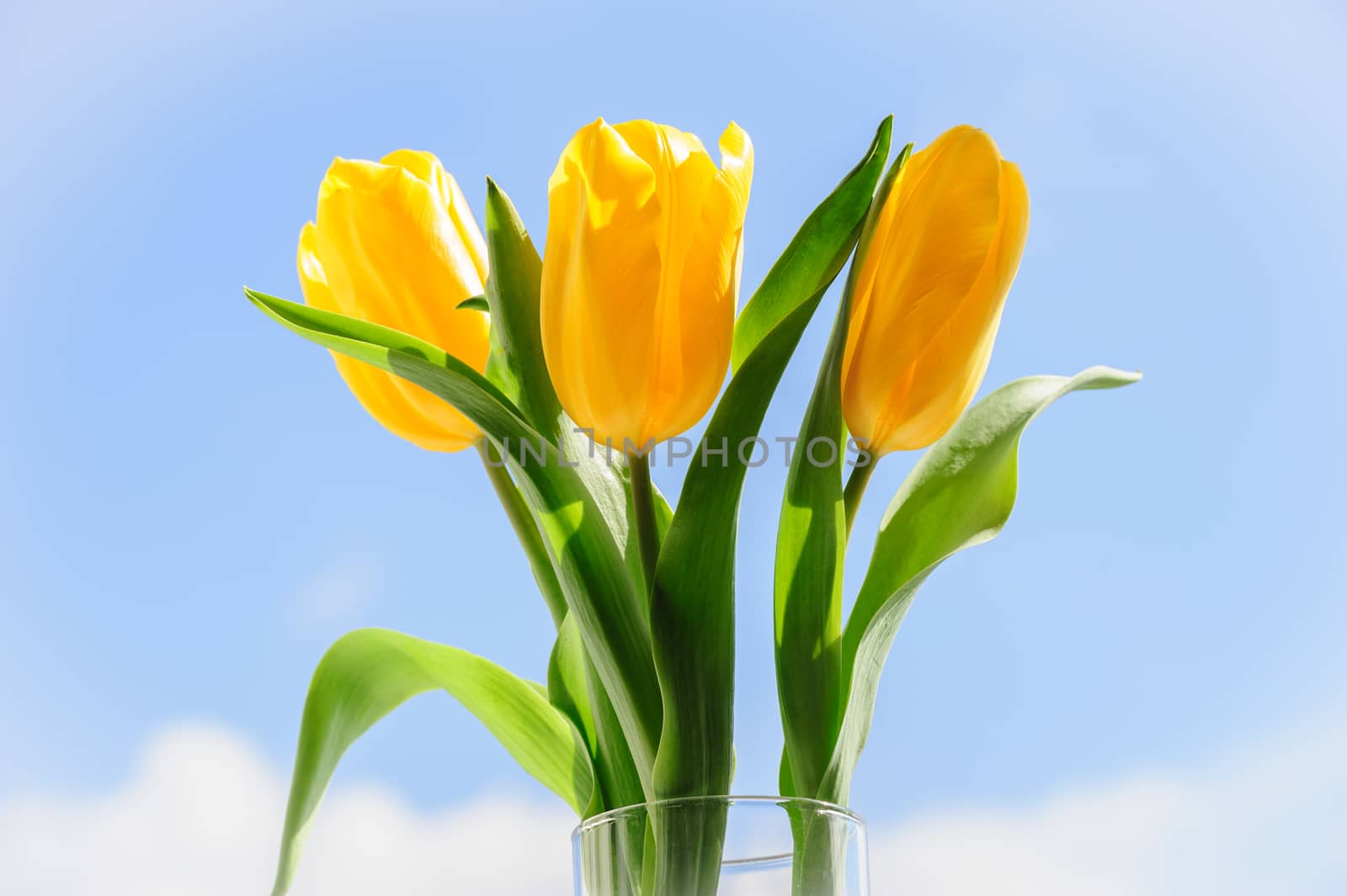 bouquet of three yellow tulips in vase on window sill