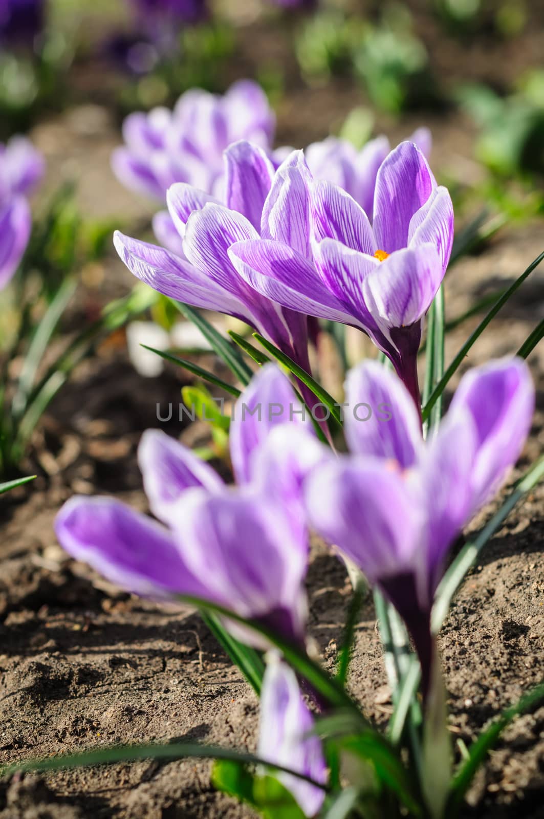 closeup of violet ground crocuses, selective focus