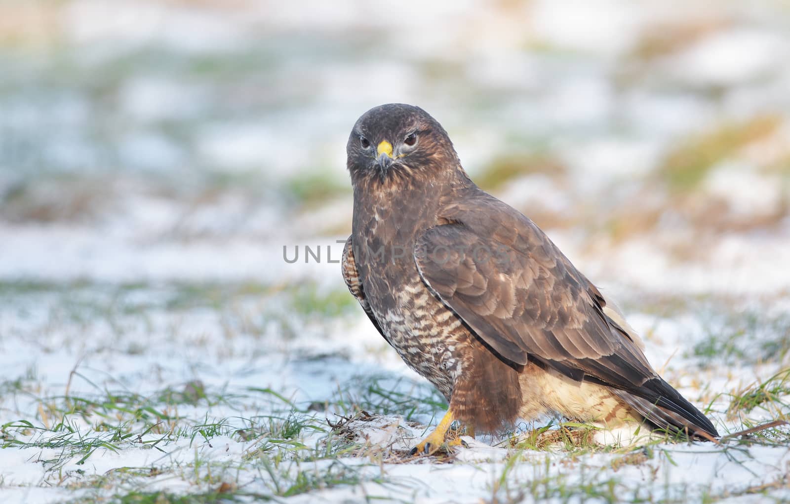 Common buzzard sitting on the winter ground