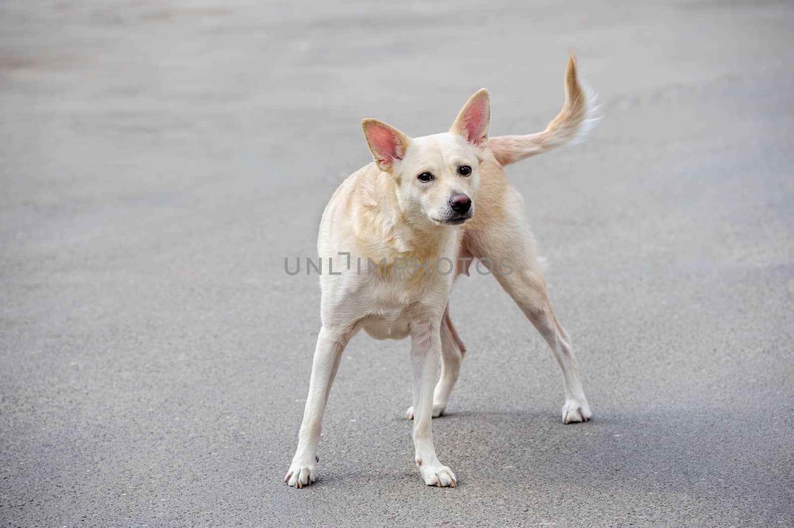 Lonely white stray dog standing on asphalt