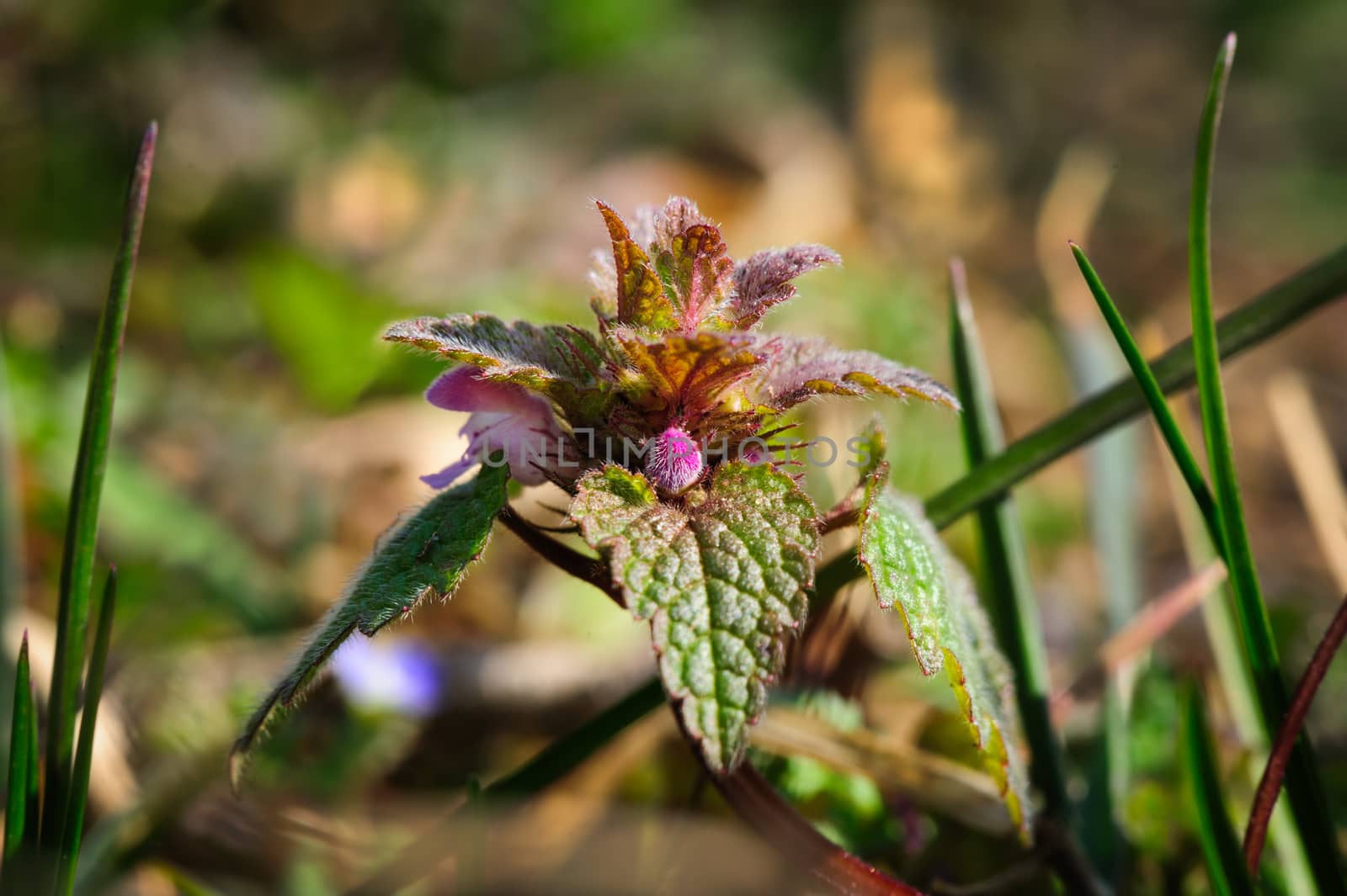 macro small nettle sprout with flowers by starush